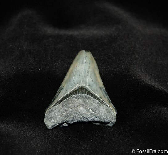 Baby Megalodon Tooth - Inches #147